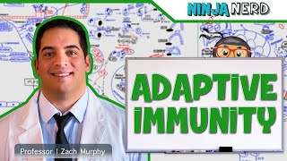 Immunology  Adaptive Immunity [upl. by Ailev]