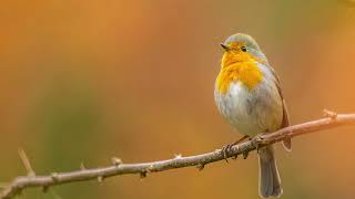 BRUIT DOISEAUX DANS UN PARC  AMBIANCE SONORE [upl. by Gurias840]