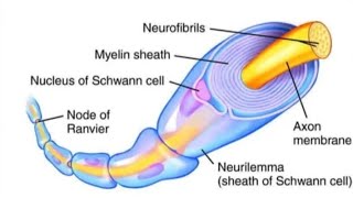 Neuroanatomy lecture series Lecture 6 MYELINATION [upl. by Church]