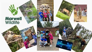 Why You Should Visit Marwell Wildlife Zoo vlog August 2023 [upl. by Odom]