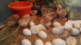 INCUBATOR CHICKS  SOFT CHICKEN EGG  FERTILE EGGS HATCHING  DIY  YOU CAN DO THIS [upl. by Cedric]