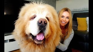 CHINESE TIBETAN MASTIFF  The Worlds Most Expensive Dog [upl. by Arrik421]