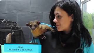 CAP 93 VETERINARIO ONLINE Osito mielero el Kinkajou [upl. by Ferretti751]