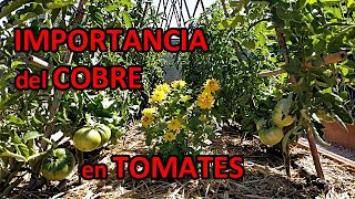 COBRE para las TOMATERAS y Demás CULTIVOS Para que Sirve y Cómo Usarlo [upl. by Berghoff]