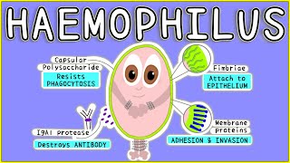 Haemophilus Microbiology Morphology Pathogenesis Diagnosis Treatment [upl. by Notnarb]