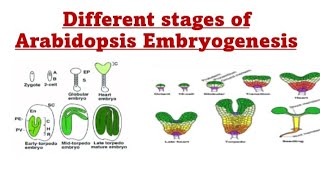 Arabidopsis Embryogenesis wth CSIR NET JRF question MSCGATE CSIR NET JRF [upl. by Onil838]