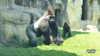 Silverback Gorilla in Taiwan breaks up a fight between his two mates with an impressive tackle [upl. by Anahpos]