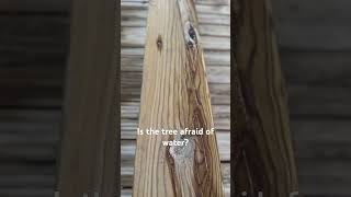 Is the tree afraid of water  ARTEM REGART molddetection moldremediation woodworking [upl. by Let]