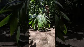 A day with the ancient Biri Biri tribe of Costa Rica costarica cacaoceremony taranga [upl. by Nepil]