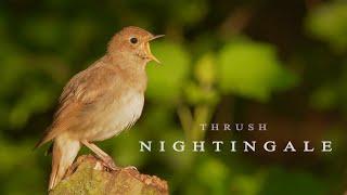 Bird sounds Nightingale bird singing [upl. by Lowenstern]