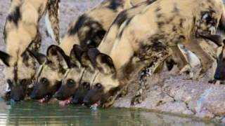 O eficiente Cão Selvagem Africano The Mabeco  Wild african dogs [upl. by Euqinmod]