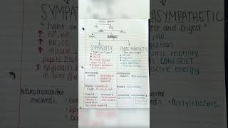 Autonomic nervous system physiology and nervous system [upl. by Eneleahcim941]