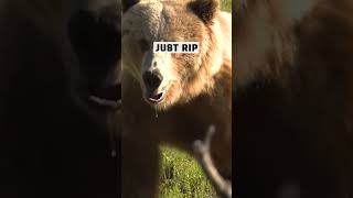 Close Encounter The Intense Reality of an Archery Grizzly Hunt Gone Wrong [upl. by Gae]