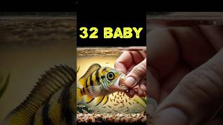 Auratus cichlid fish gives birth to 32 baby fish 😊🐳 물고기 fish fishing [upl. by Luoar808]