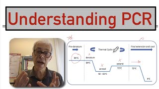 Understanding PCR [upl. by Ahsatin]