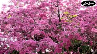 Tabebuia rosea  blooming in abundance [upl. by Chuipek]