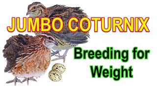 JUMBO COTURNIX  Selecting and Breeding for Weight [upl. by Halima]