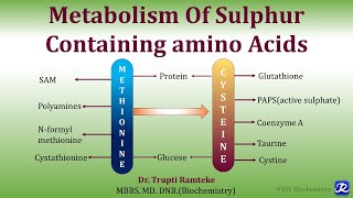 13 Metabolism of Methionine amp Cysteine  Amino Acids Metabolism Biochemistry  NJOY Biochemistry [upl. by Mehcanem]