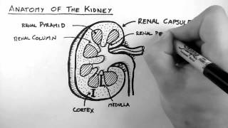 Renal Anatomy 1  Kidney [upl. by Delsman]