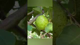 Harvest Giant Black Quartz Guava To Sell at Market  Linh Bushcraft harvest bushcraft guava [upl. by Zampardi]