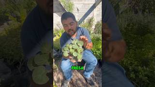 Aquí les muestro la begonia fresa o bien Saxifraga Stolonifera [upl. by Chilcote]