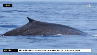 Une baleine bleue pygmée observée pour la première fois à La Réunion [upl. by Annol]