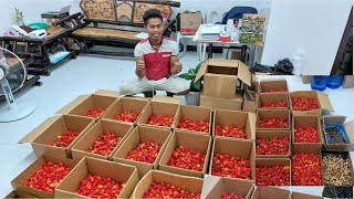 Abundant Harvest in Carolina Reaper  World Hottest Pepper [upl. by Zebe467]