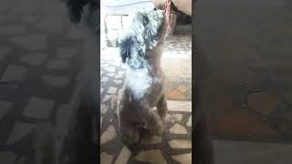 Shih Tzu salute ki training [upl. by Ramej]