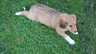 Border Collie Mix Puppies for Sale [upl. by Lorain]