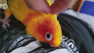 How to massage your cute bird to get rid of pinfeathers  pet me Sun conure named Thoth [upl. by Silera]