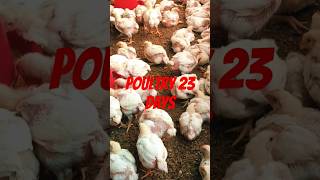 Poultry in our growth chicken farming sorts trending [upl. by Kegan]