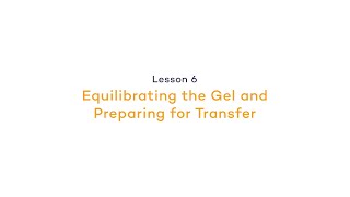 Preparing for Western Blot Transfer The Mechanics  Equilibrating the GelPreparing for Transfer [upl. by Santos]