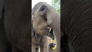 Please eat banana mashed It’s rare to see an elephant eating bananas like this [upl. by Hendrick943]