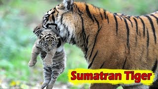 Sumatran Tiger  Facts Habitat Size And Threats [upl. by Otsenre]