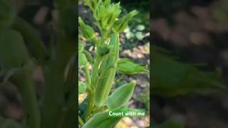 Highest Producing Okra EVER [upl. by Harutek]