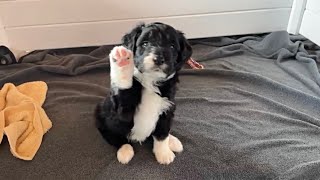 Harley the bordoodle came to us 2 years ago this week❤️ [upl. by Sherwood913]