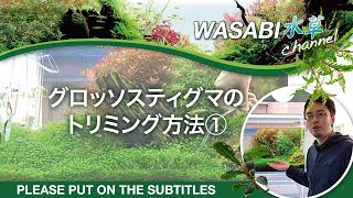 グロッソスティグマのトリミング方法～How to trim Aquarium plants Trimming Glossostigma Elatinoides 水草水槽ノウハウ [upl. by Aihsercal358]