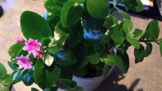 20140325  Rooting Kalanchoe cutting in water success [upl. by Myriam]