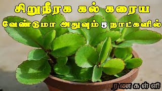 ரணகள்ளி  Ranakalli Plant Uses in Tamil 🌵 kalanchoe pinnata [upl. by Coletta]