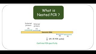 Nested PCR [upl. by Anayhd]