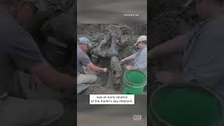 Ancient Mastodon Skull Dug Up in Iowa shorts [upl. by Letniuq849]