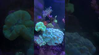 a new day saltwater aquarium reefprice switch to all for reef dosing [upl. by Navek]