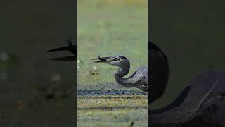 Great Blue Heron Eats A Fish birds greatblueheron shorts z8 wildlife birding [upl. by Justen]