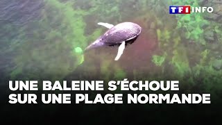 Une baleine de 8 mètres s’échoue sur une plage normande｜TF1 INFO [upl. by Nylirac]