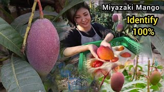 Identify 100 Original Miyazaki Mango Plant Watch full Videovery interestingGreenLand NurseryIndia [upl. by Assirralc]