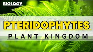 Pteridophyte  General characters  Educational info  Biology [upl. by Oznerol]