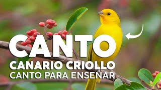 CANTO de CANARIO CRIOLLO Para CONCURSO [upl. by Ahtaga]