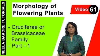 Morphology of Flowering Plants  NEET  Cruciferae or Brassicaceae Family  Part 1  Neela Bakore [upl. by Fisk]