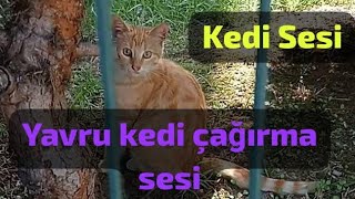 Yavru Kedi Sesi dinle Kedi çağırma sesi [upl. by Attey]