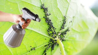 Najučinkovitiji prirodni insekticid  lisne uši puževi i gusjenice nestaju u trenu [upl. by Aala]